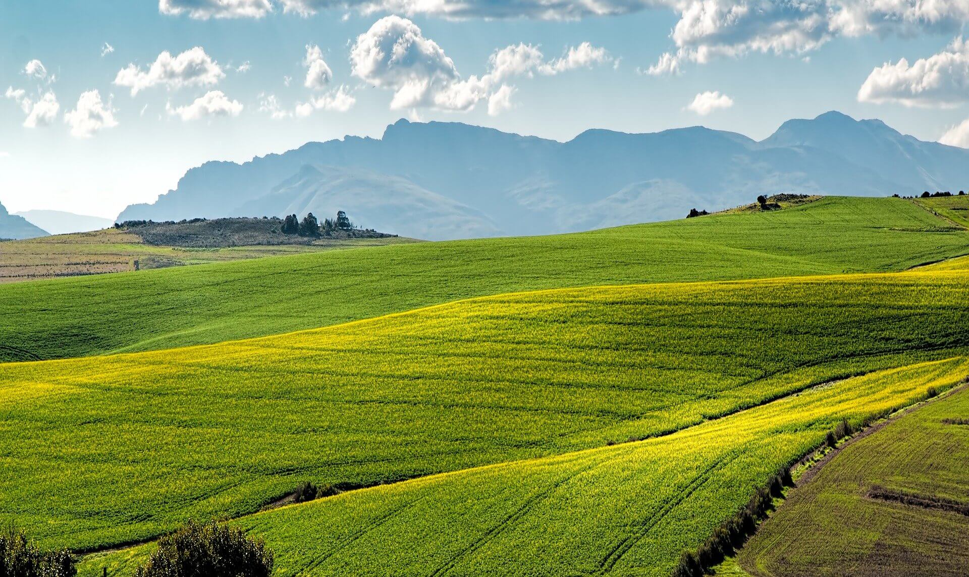 agriculture